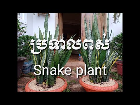 ប្រទាលពស់ (Snake Plant)