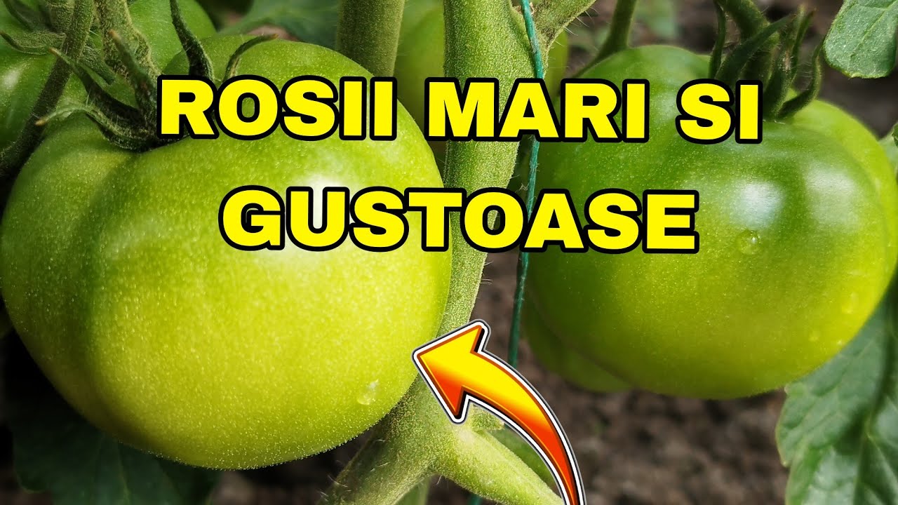 Folosește acest produs natural pentru a avea roșii mari și gustoase