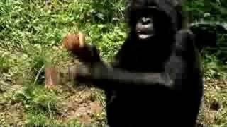 Bonobo-Cincinnati Zoo