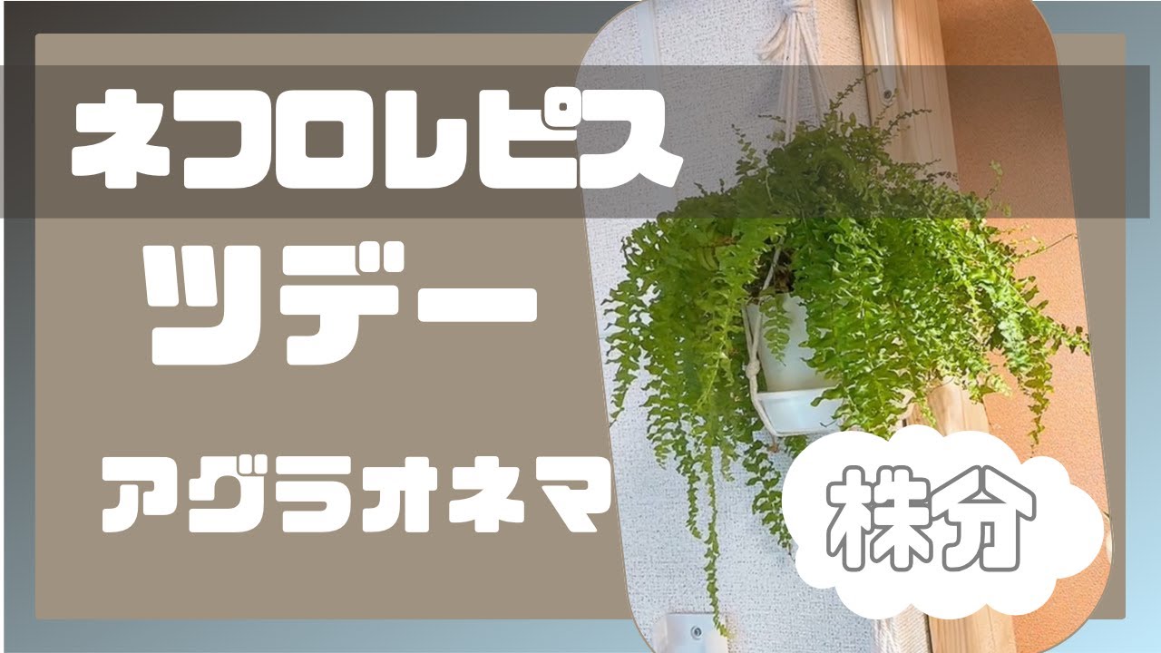 ネフロレピス　ツデー　株分しました