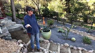 Day Two of a Massive Xeriscape Slope Installation