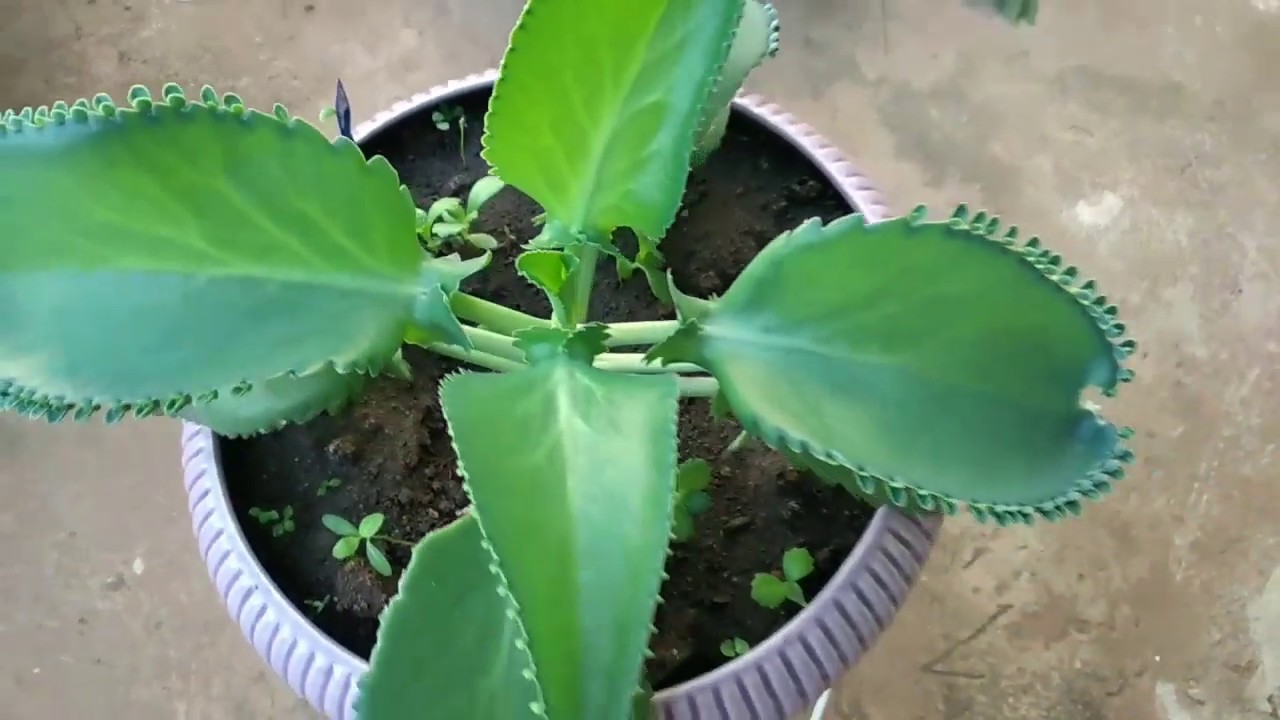 7 Motivos Para Cultivar Aranto Mae De Milhares No Seu Jardim Youtube