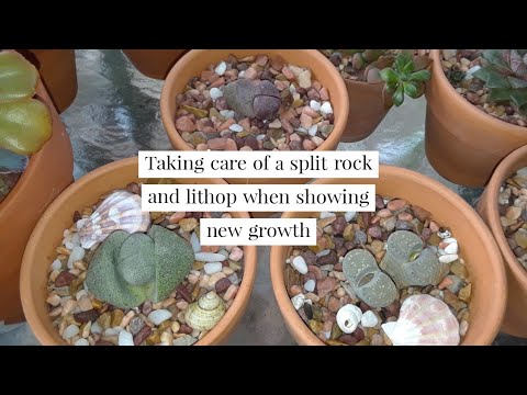 वीडियो: Titanopsis Living Rock Info - एक ज्वेल प्लांट कैसे उगाएं