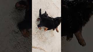 puppy play