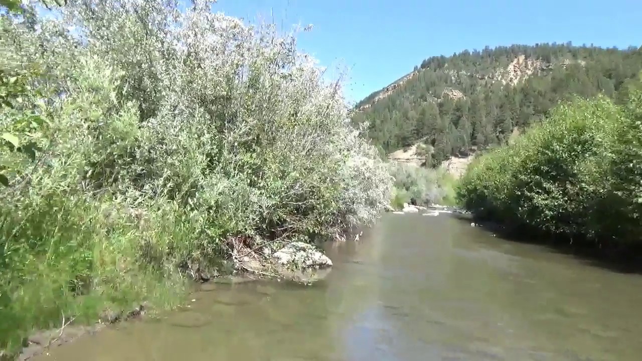 Lost Colorado Grizzly Research Begins - Post Sighting Outing To Gather Important Data