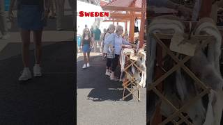 Sweden lysekil cruise port 🇸🇪 Sweden 🇸🇪#shorts