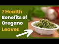 7 Health Benefits of Oregano Leaves