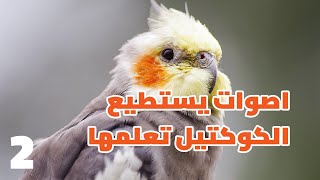 اصوات يستطيع #الكوكتيل تعلمها (2) | التدريب على التغريد