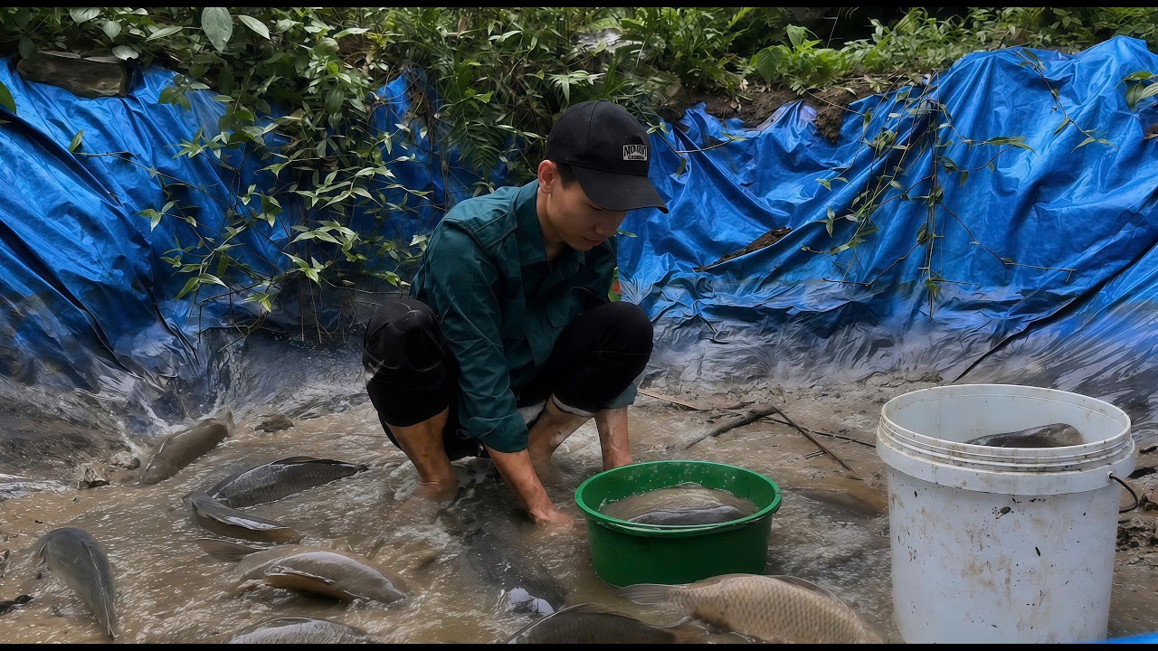 Draining the pond to catch fish on a rainy day - digging a new pond ...