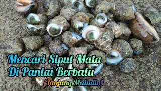 Cara Mencari Siput Mata di Pantai Berbatu (Tanjung Maludin)