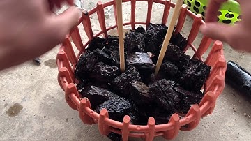 Cách ghép lan đai châu (nghinh xuân, ngọc điểm) vào chậu hoặc gỗ nhanh và đơn giản