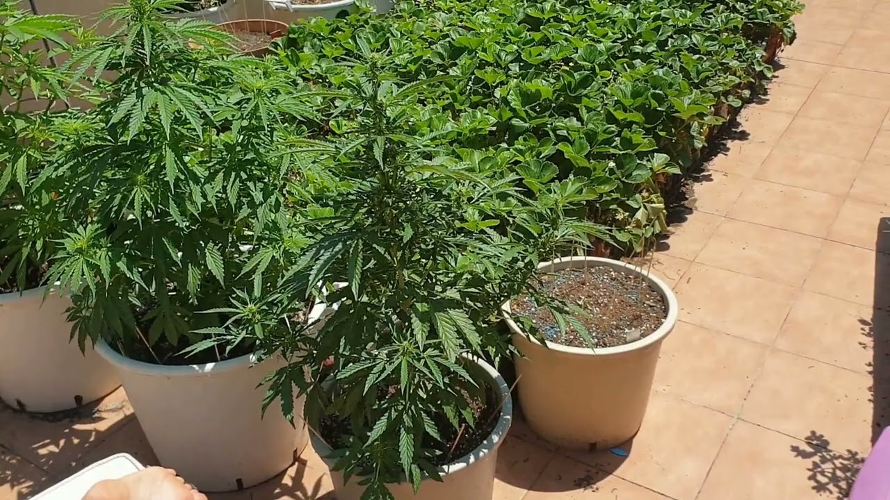 Харв Ultimate Auto Dutch Passion 65 дней от Мария Любит Хуана 