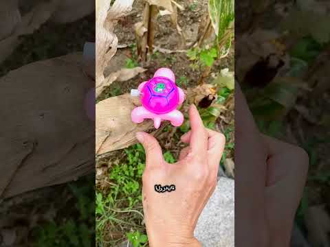 العنوان ليست حلوى إنها سلحفاة حقيقية