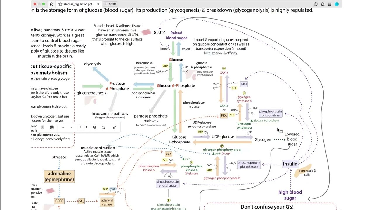 Biochemistry of blood sugar regulation & glucose homeostasis