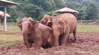 Two weeks have passed since the arrival of the seven elephants - EleFlix