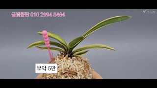 5/13 금빛풍란 멋진상품 준비했습니다^^ 금빛풍란 010 2994 5484