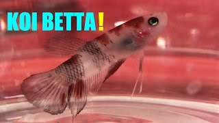 Koi Betta Fish Very Fancy Looking