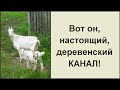 13 причин завести козу в своем хозяйстве