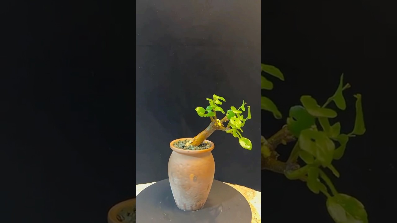 Backyard Overgrowth Bonsai DIY 