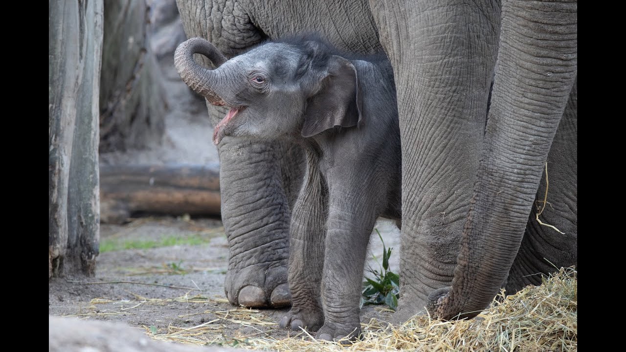 Få information om elefanter her | Dyrene i Zoo | Zoo