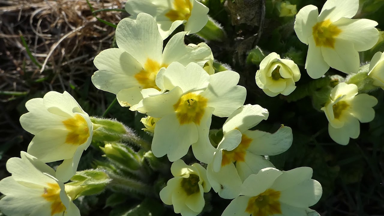 Primeln im Garten am 21. III. 2019 Panasonic Lumix DCFZ 82 Superzoom