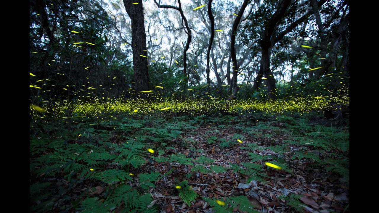 Fireflies in Jacksonville, Florida YouTube