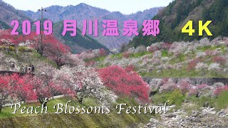 2019 月川温泉郷・花桃まつり(4K) Peach Blossoms Festival At ...