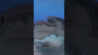 Two Mive Tiger Sharks Approach Diver At Tiger Beach, Bahamas