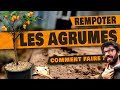 Agrumes  comment rempoter et taille