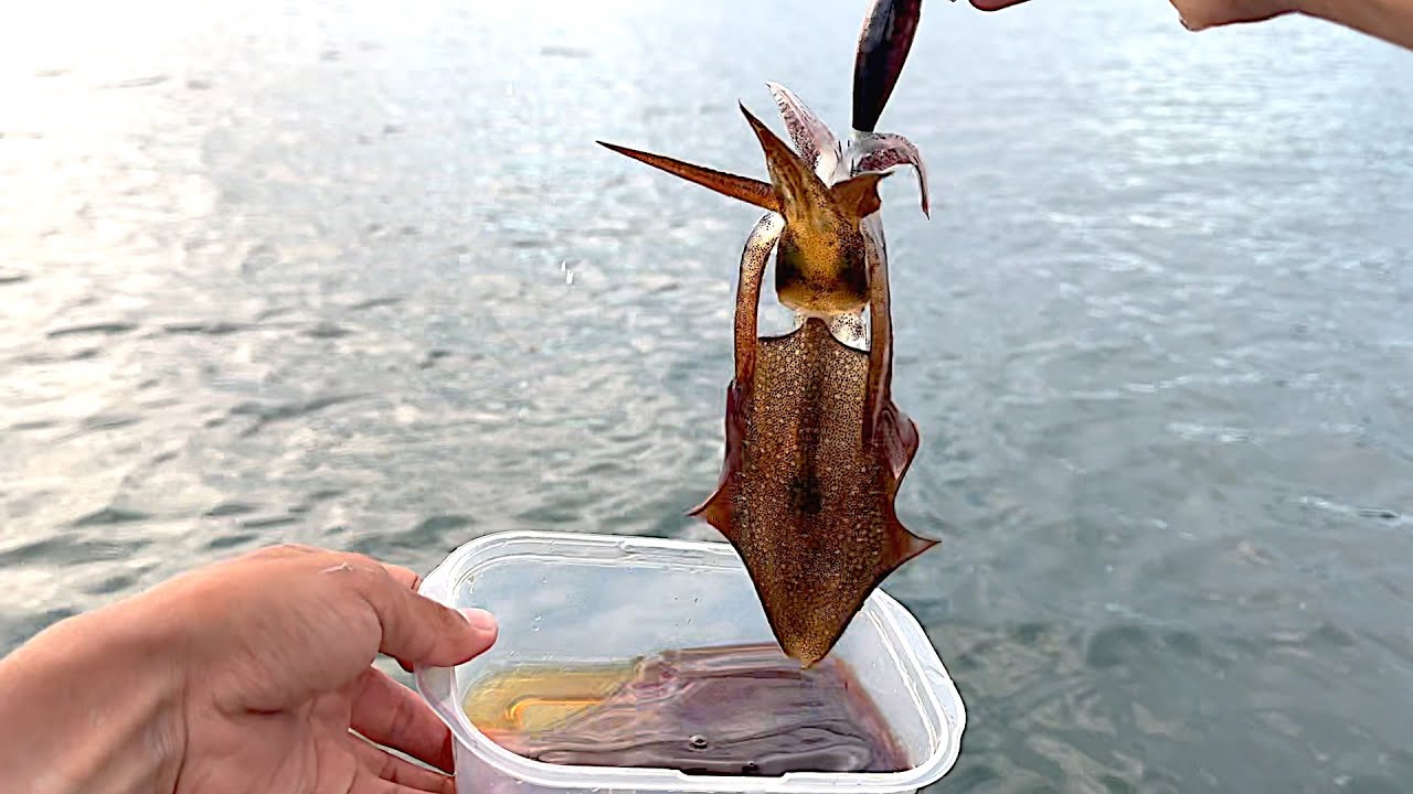 釣った瞬間に沖漬けを作ったら最高に美味かった。