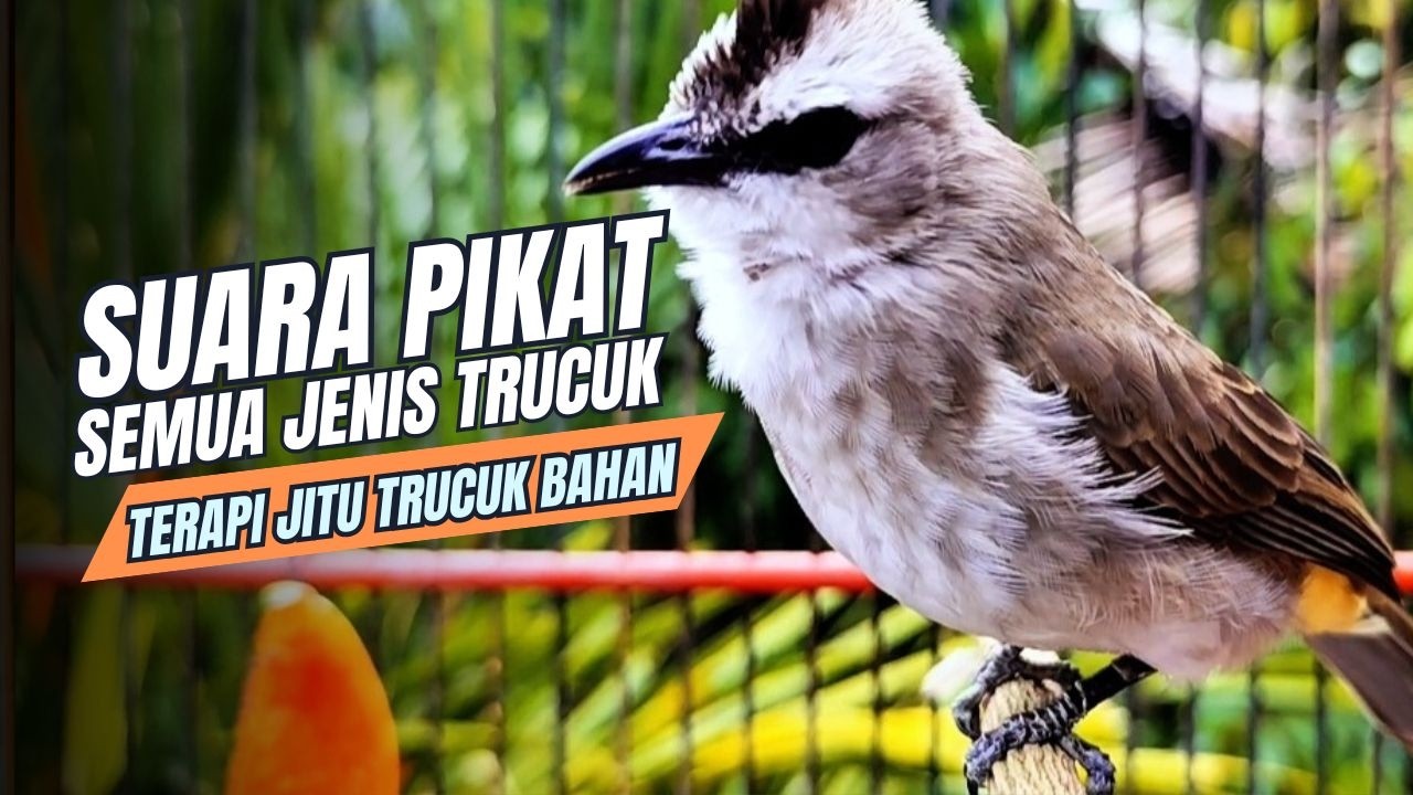 TRUCUKAN GACOR TARUNG ROPEL PANJANG Pancingan trucukan Agar Bunyi Jadikan Burung Trucuk Gacor Nyaut