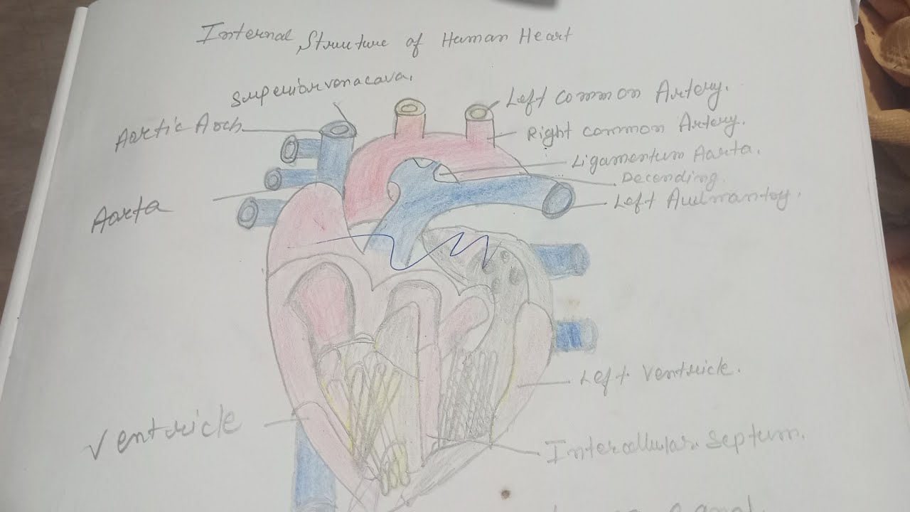 Draw internal structure of Human heart