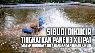 Si Budi Dikucir Sleman, Efficient and Triples Harvest Yields