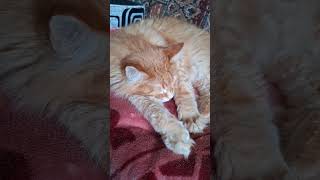 14 февраля 2026 г. Хороший Томас 😽💭