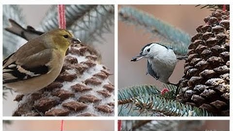 how to attract birds to your garden tutorial