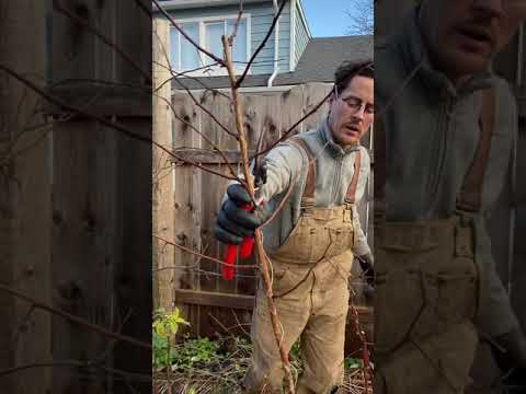 Pruning Raspberries (Ever-bearing), Victoria, BC