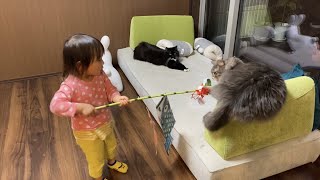 隙を見て娘の物を狙う猫 ノルウェージャンフォレストキャットとラガマフィン A cat looking at a gap and aiming for her daughter's thing.