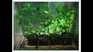 Carl's Garden Problem
