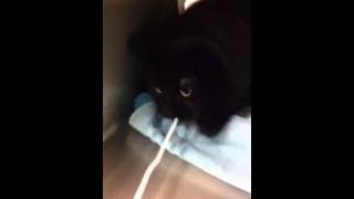 Fultonburnaby Spca