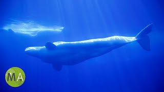 8 Hours of Whale Sounds Deep Underwater (Version 2) for Sleep and Relaxation