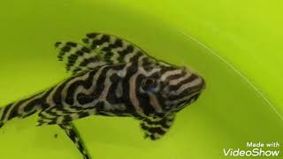 Rare Zebra Pleco L173 Hypancistrus Sp. L173 #plecofish #zebrapleco #l173 #hypancistrus