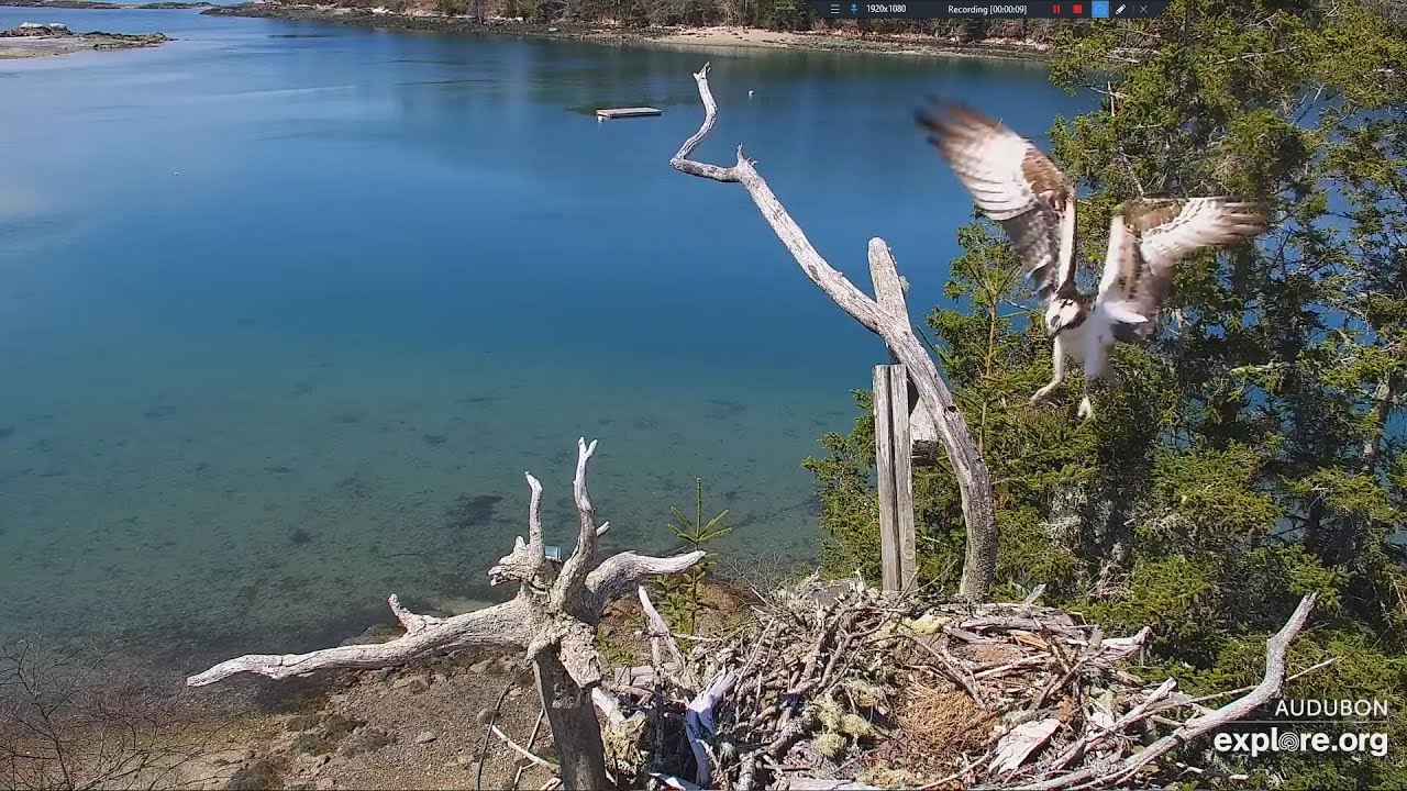 Steve returns and starts Nestorations immediately! - Hog Island Osprey ...