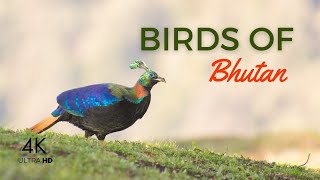 Birds of Bhutan 4K
