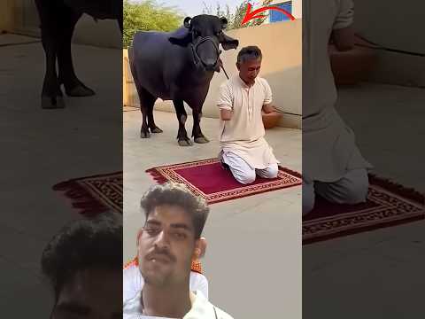 ليس كل ساجد إنسان فحين يعلو الإيمان تخشع المخلوقات و Song Duet Shorts 