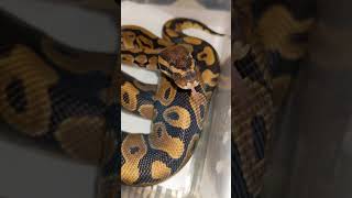 Krajta Krlovsk Baby Sittuju  shorts