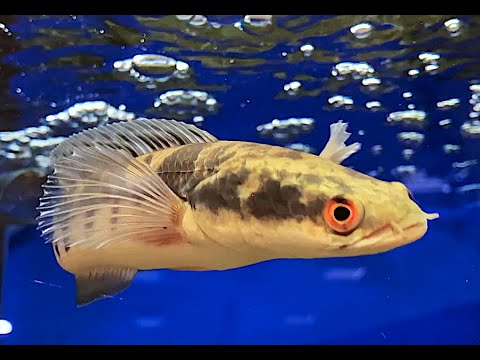 熱帯魚 スネークヘッド チャンナマルリオイデス チャンナマルリオイデス Channa marulioides - YouTube