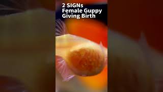 2 SIGNs！ Female Guppy Fish is ready Giving Birth. #shorts