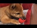 柴犬（豆柴）みかん｜使わないおもちゃを隠す子犬