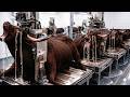 Inside a Bull Leather Factory: How Luxury Jackets and Horn Products Are Made Step by Step!