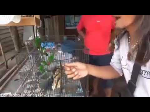 katanya pa asep kalo lehernya merah berarti laki laki #shorts